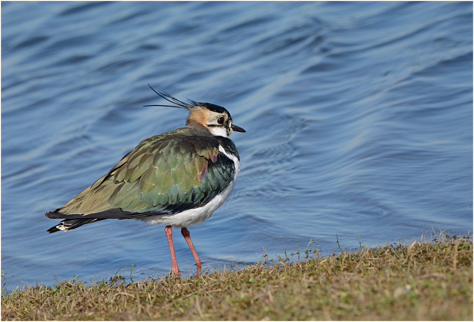 Kiebitz (Vanellus vanellus)