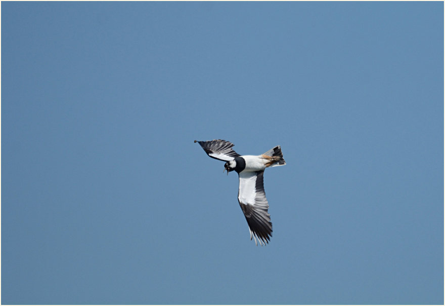 Kiebitz (Vanellus vanellus)