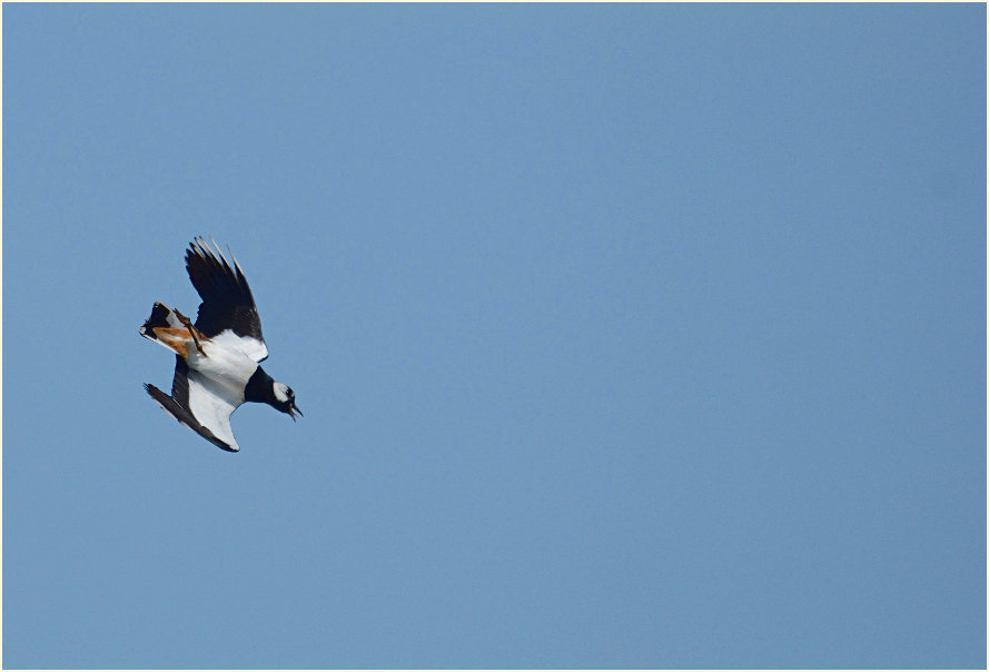 Kiebitz (Vanellus vanellus)