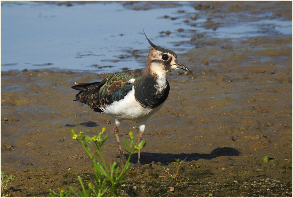 Kiebitz (Vanellus vanellus)