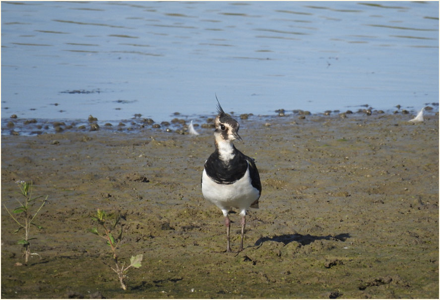 Kiebitz (Vanellus vanellus)