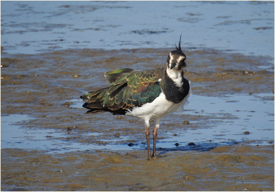 Kiebitz (Vanellus vanellus)