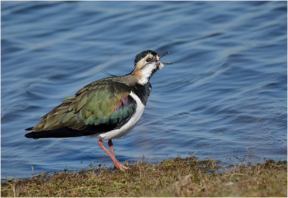 Kiebitz (Vanellus vanellus)