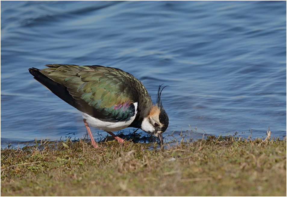 Kiebitz (Vanellus vanellus)