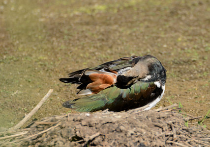 vergrößern