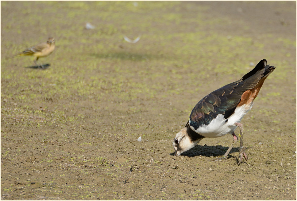 Kiebitz (Vanellus vanellus)