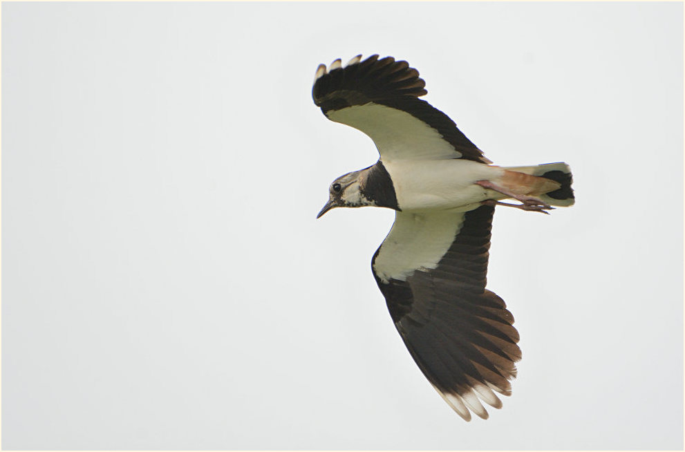 Kiebitz (Vanellus vanellus)