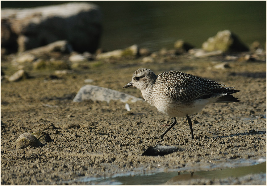 Kiebitzregenpfeifer (Pluvialis squatarola)