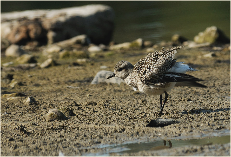 Kiebitzregenpfeifer (Pluvialis squatarola)