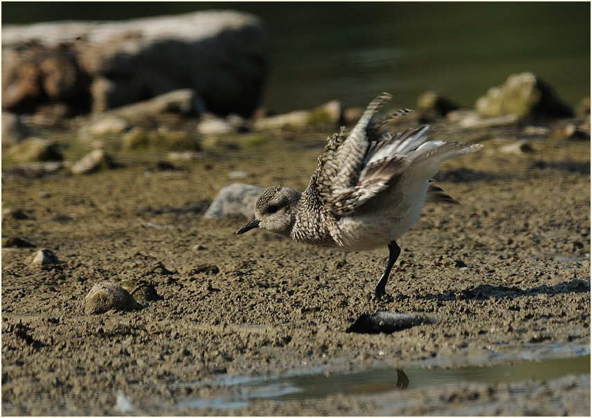 Kiebitzregenpfeifer (Pluvialis squatarola)
