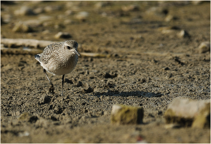 Kiebitzregenpfeifer (Pluvialis squatarola)