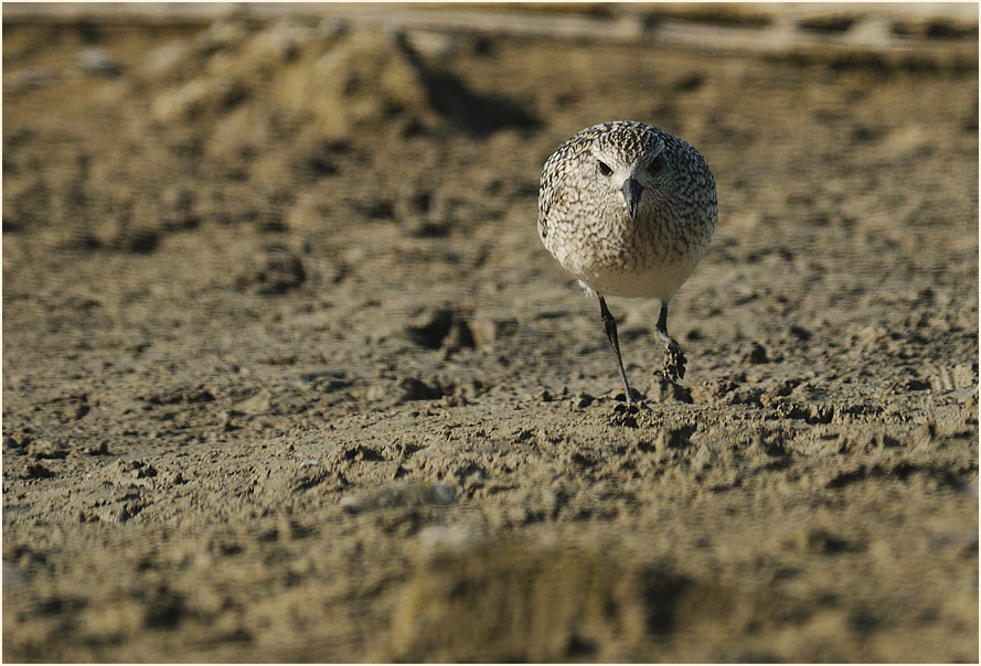 Kiebitzregenpfeifer (Pluvialis squatarola)