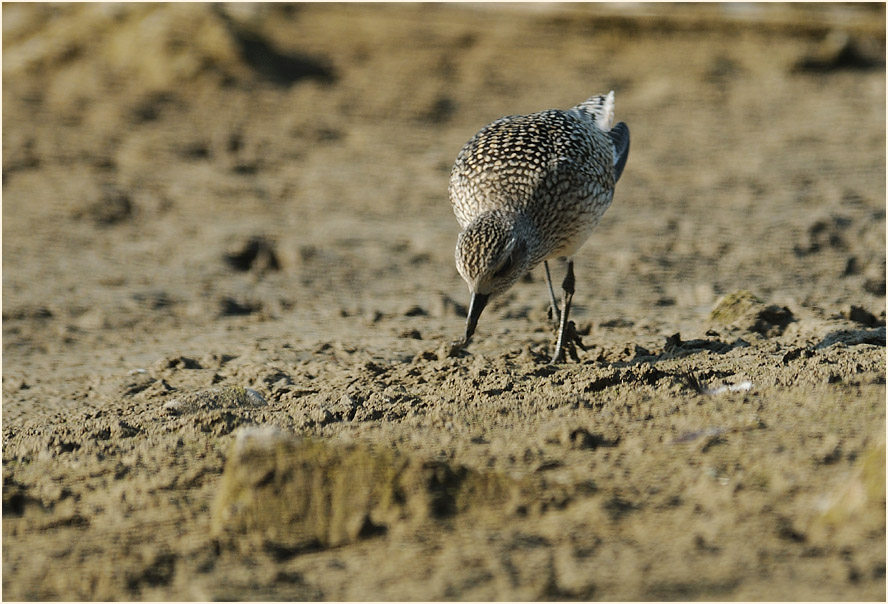 Kiebitzregenpfeifer (Pluvialis squatarola)