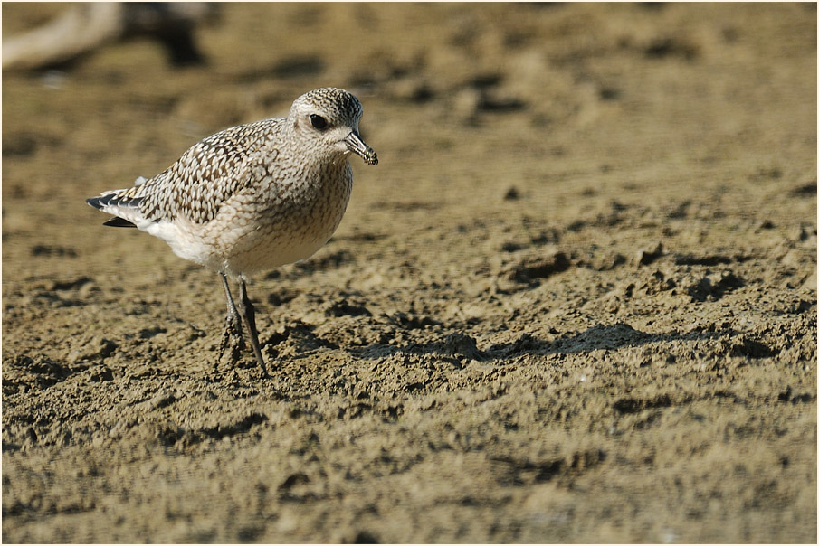Kiebitzregenpfeifer (Pluvialis squatarola)