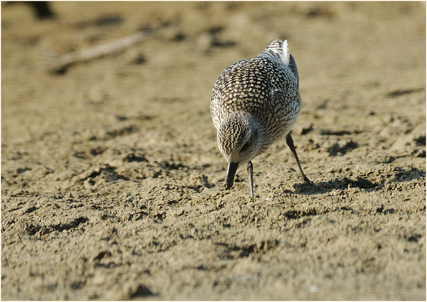 Kiebitzregenpfeifer (Pluvialis squatarola)