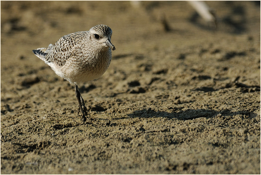 Kiebitzregenpfeifer (Pluvialis squatarola)
