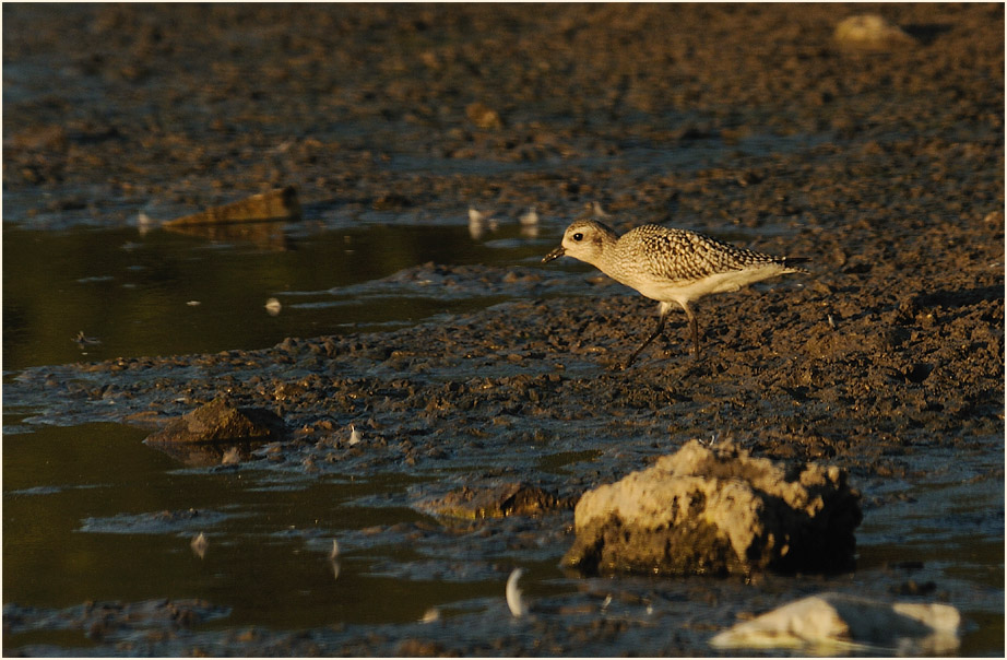 Kiebitzregenpfeifer (Pluvialis squatarola)
