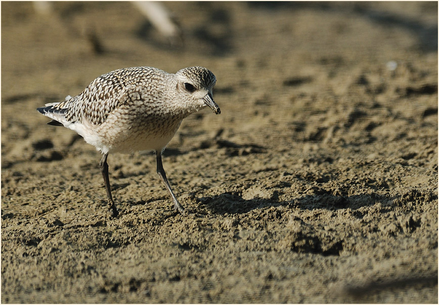 Kiebitzregenpfeifer (Pluvialis squatarola)