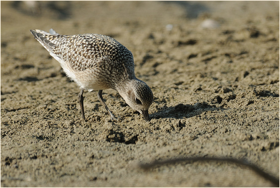 Kiebitzregenpfeifer (Pluvialis squatarola)
