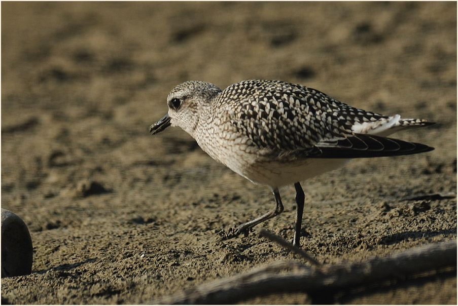 Kiebitzregenpfeifer (Pluvialis squatarola)