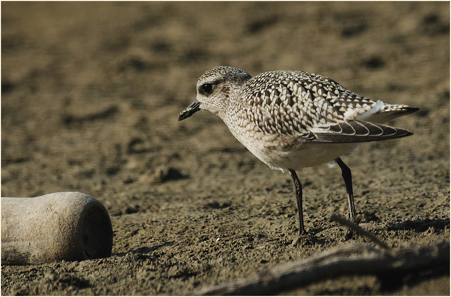 Kiebitzregenpfeifer (Pluvialis squatarola)