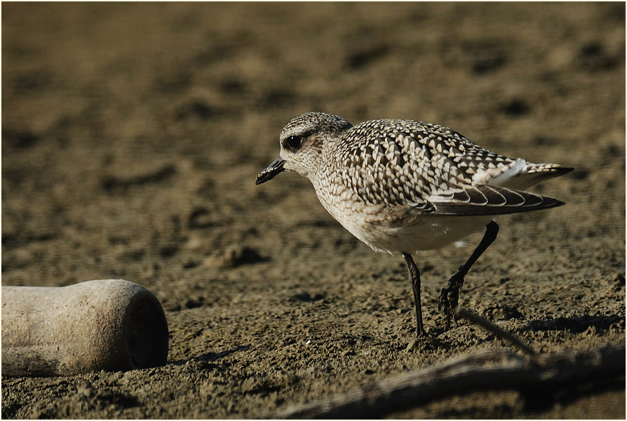 Kiebitzregenpfeifer (Pluvialis squatarola)