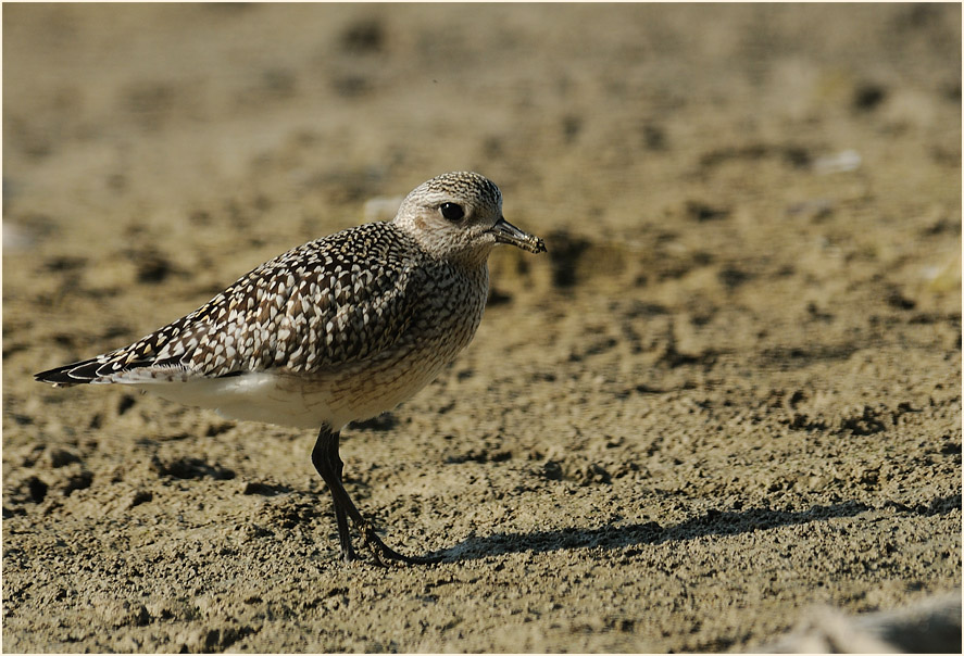 Kiebitzregenpfeifer (Pluvialis squatarola)