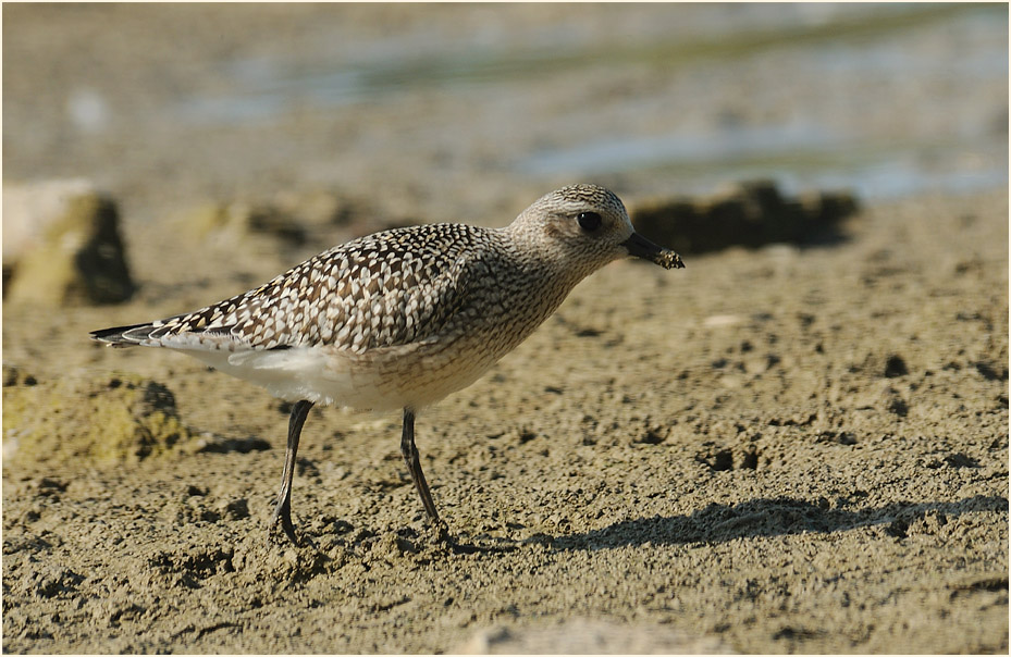 Kiebitzregenpfeifer (Pluvialis squatarola)