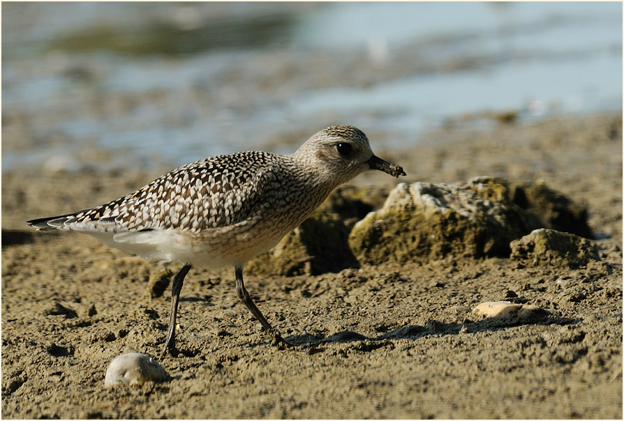 Kiebitzregenpfeifer (Pluvialis squatarola)