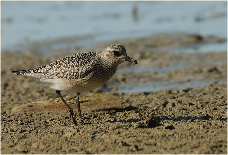 Kiebitzregenpfeifer (Pluvialis squatarola)