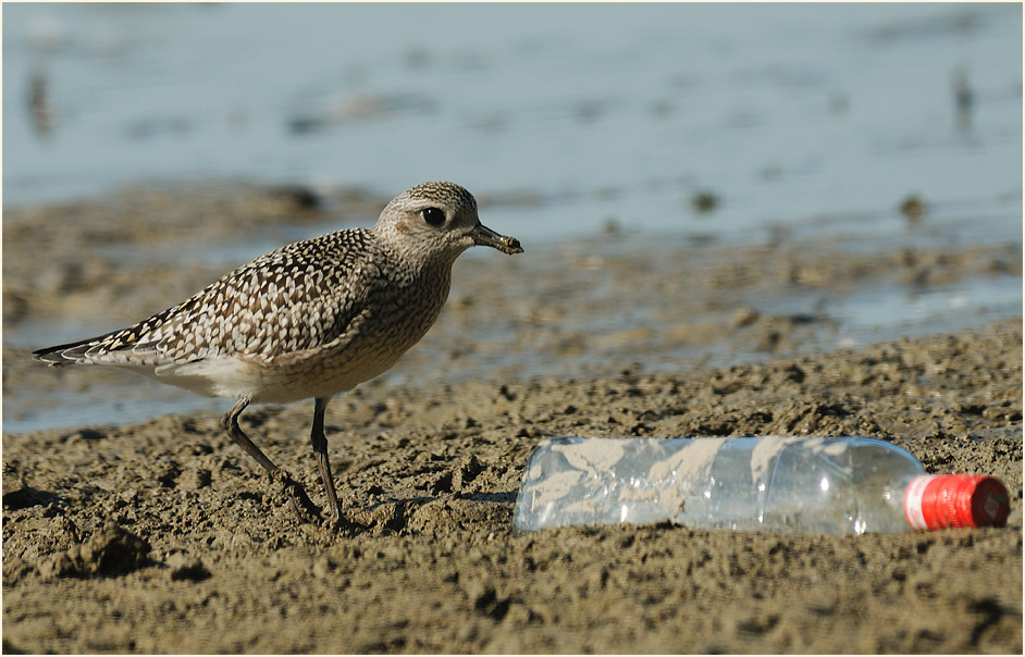 Kiebitzregenpfeifer (Pluvialis squatarola)