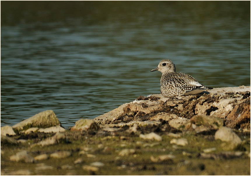 Kiebitzregenpfeifer (Pluvialis squatarola)