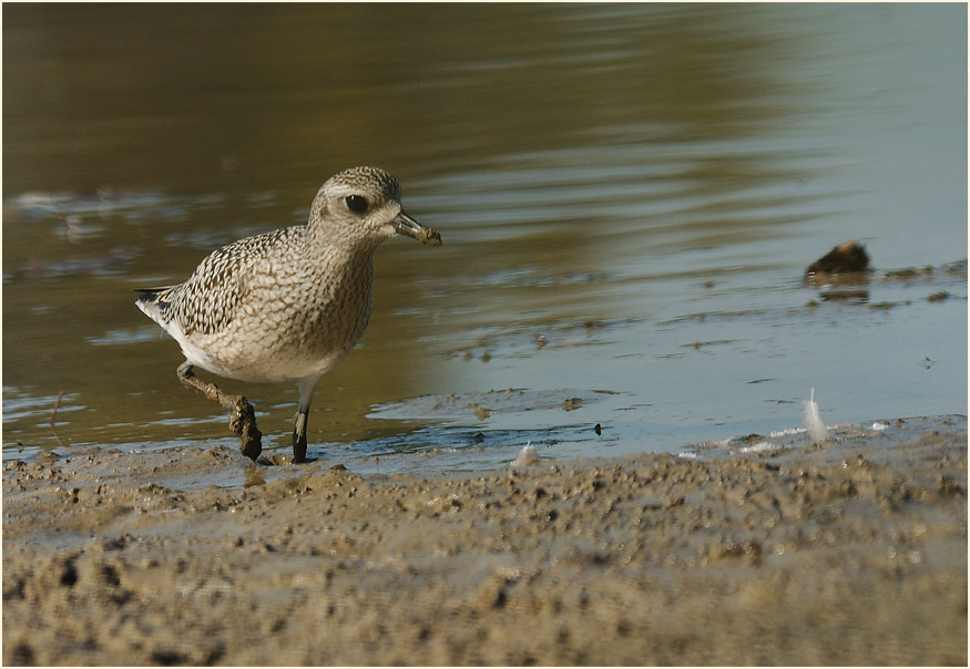 Kiebitzregenpfeifer (Pluvialis squatarola)