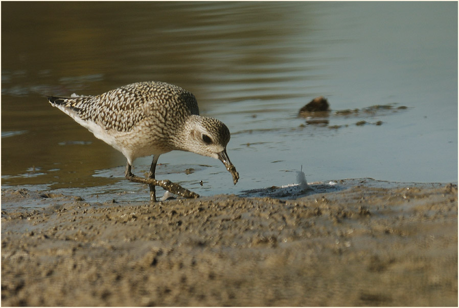 Kiebitzregenpfeifer (Pluvialis squatarola)