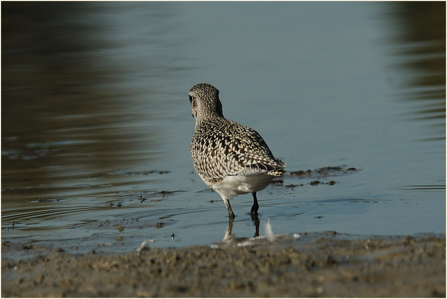Kiebitzregenpfeifer (Pluvialis squatarola)
