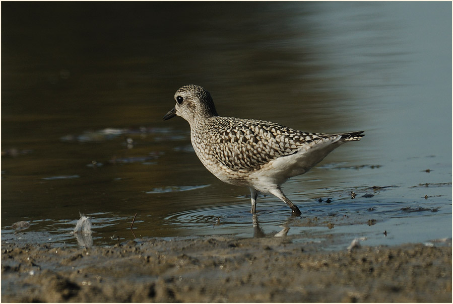 Kiebitzregenpfeifer (Pluvialis squatarola)