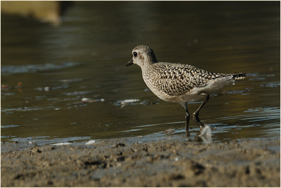 Kiebitzregenpfeifer (Pluvialis squatarola)