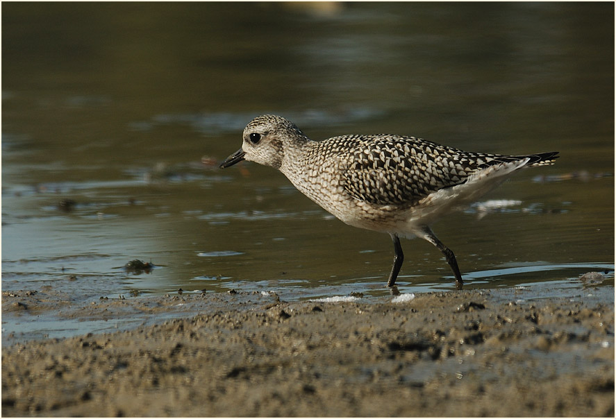 Kiebitzregenpfeifer (Pluvialis squatarola)
