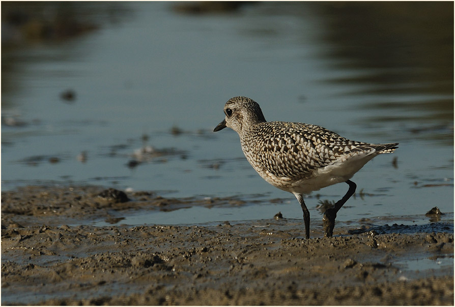 Kiebitzregenpfeifer (Pluvialis squatarola)