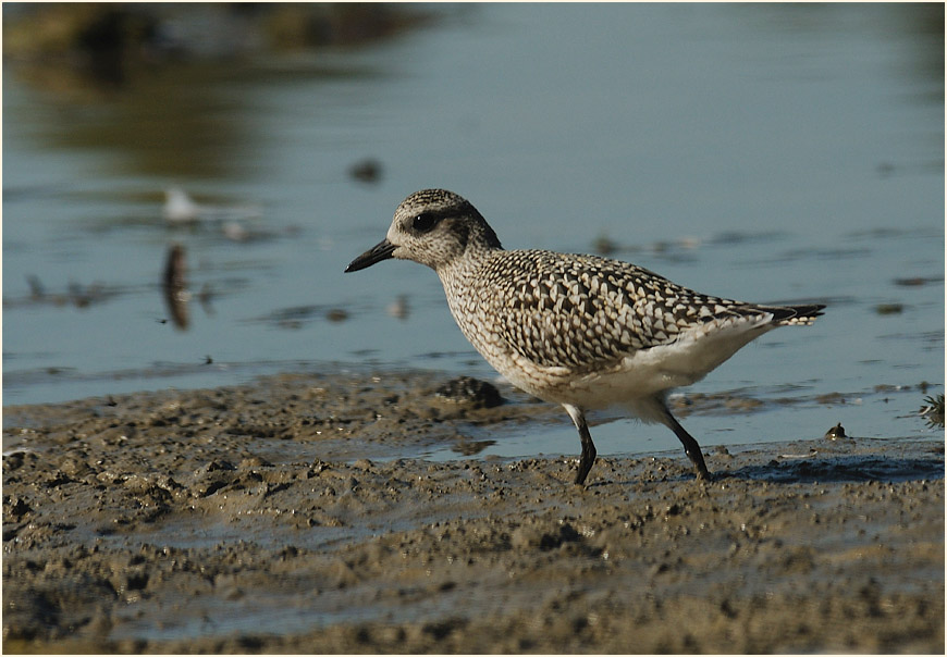 Kiebitzregenpfeifer (Pluvialis squatarola)