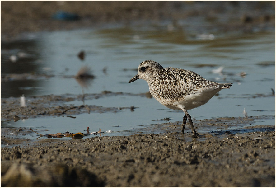 Kiebitzregenpfeifer (Pluvialis squatarola)