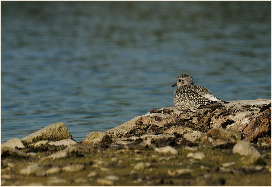 Kiebitzregenpfeifer (Pluvialis squatarola)