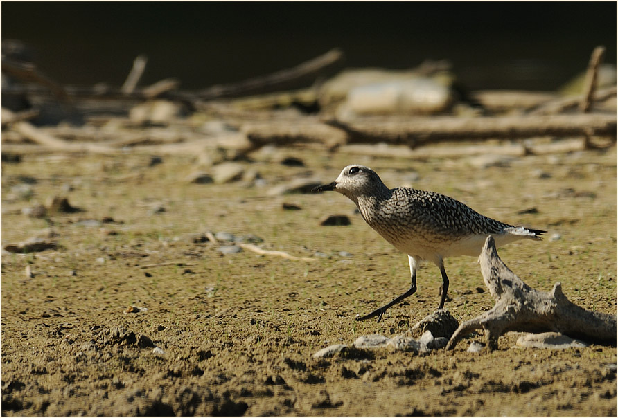 Kiebitzregenpfeifer (Pluvialis squatarola)