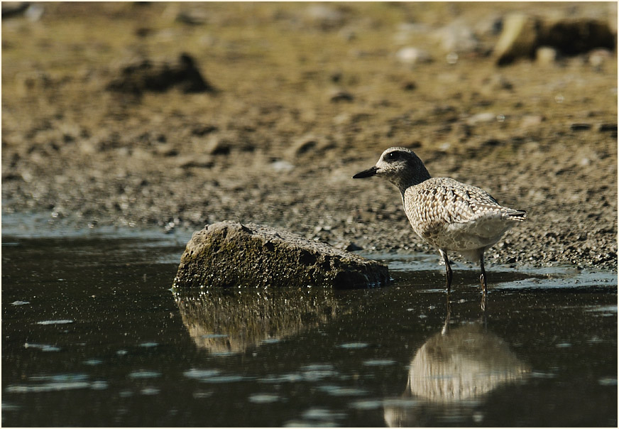 Kiebitzregenpfeifer (Pluvialis squatarola)