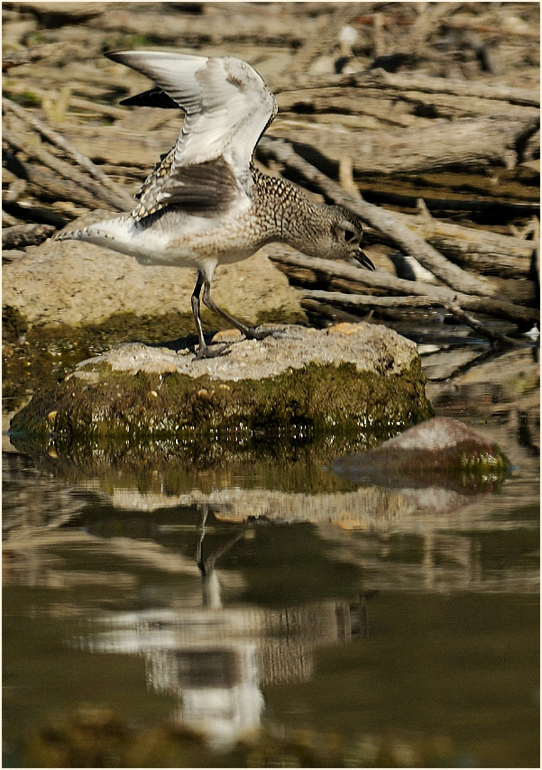 Kiebitzregenpfeifer (Pluvialis squatarola)