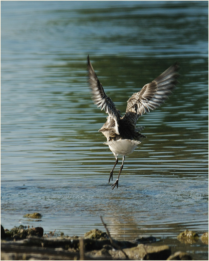 Kiebitzregenpfeifer (Pluvialis squatarola)