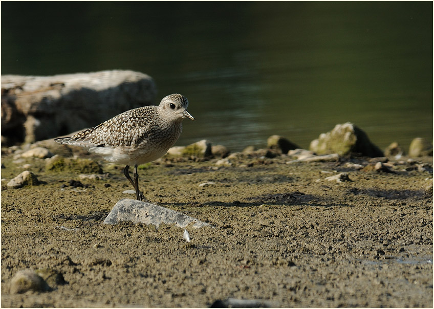Kiebitzregenpfeifer (Pluvialis squatarola)