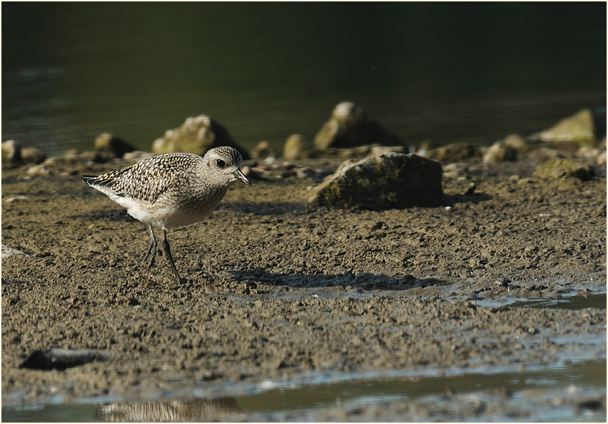 Kiebitzregenpfeifer (Pluvialis squatarola)
