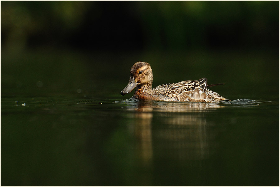 Knäkente (Anas querquedula)