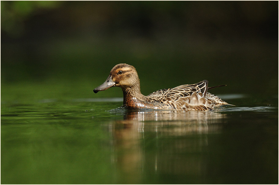 Knäkente (Anas querquedula)